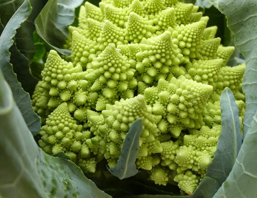 Romanesco broccoli